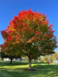 القيقب الأحمر (Acer rubrum)
