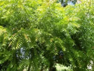 الاسم العلمي: Azadirachta indica