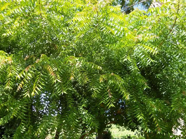 الاسم العلمي: Azadirachta indica
