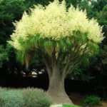 من أسمائها المتداولة: شجرة قدم الفيل – نخلة ذيل الحصان – Ponytail Palm – Elephant's Foot Tree