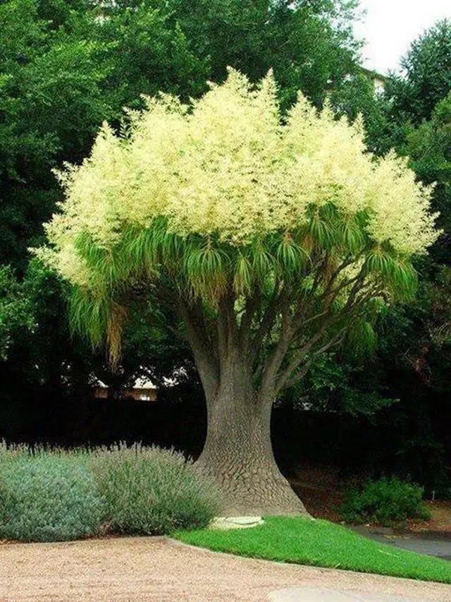 من أسمائها المتداولة: شجرة قدم الفيل – نخلة ذيل الحصان – Ponytail Palm – Elephant's Foot Tree