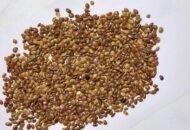 الغاف (Prosopis cineraria)