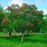 الاسم العلمي: Anacardium occidentale