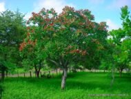 الاسم العلمي: Anacardium occidentale