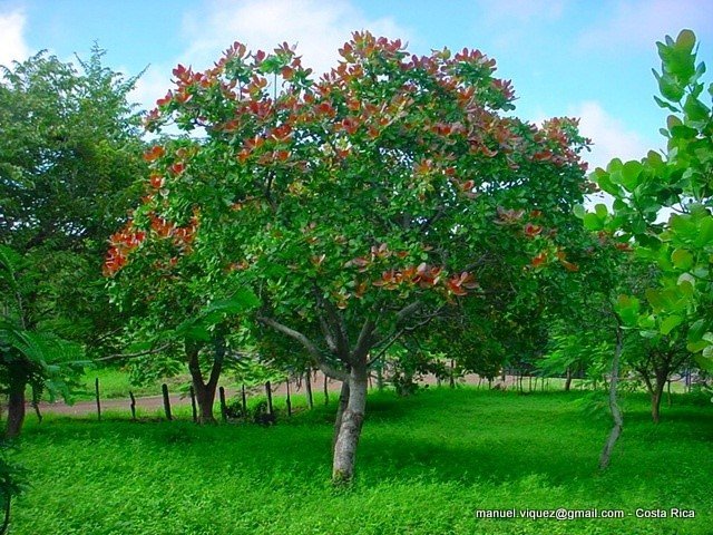 الاسم العلمي: Anacardium occidentale