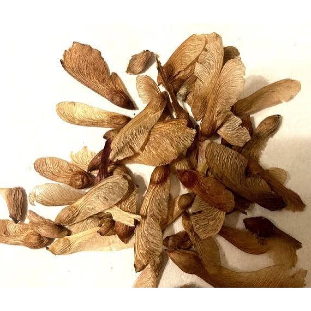 القيقب الأحمر (Acer rubrum)