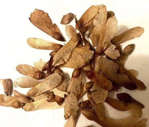 القيقب الأحمر (Acer rubrum)
