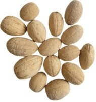 الهجليج (Balanites aegyptiaca)
