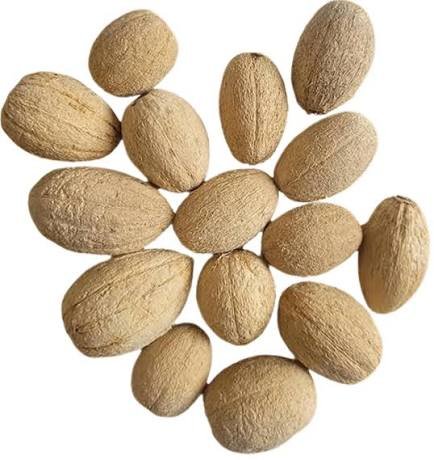 الهجليج (Balanites aegyptiaca)