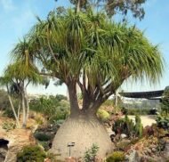 من أسمائها المتداولة: شجرة قدم الفيل – نخلة ذيل الحصان – Ponytail Palm – Elephant's Foot Tree