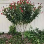 الجاتروفا (Jatropha integerrima)