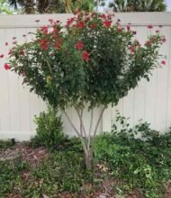 الجاتروفا (Jatropha integerrima)