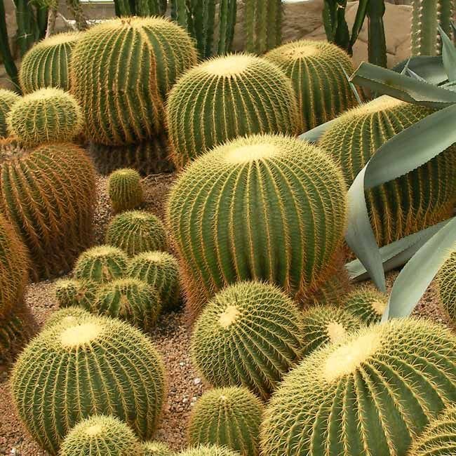 صبار البرميل الذهبي (Echinocactus grusonii)