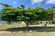 الاسم العلمي: Azadirachta indica
