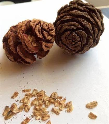 السيكويا العملاقة (Sequoiadendron giganteum)