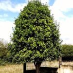 الاسم العلمي: Laurus nobilis من أسمائها المتداولة: الرند – ورق الغار – شجرة الغار – Bay Laurel – Sweet Bay – True Laurel 🌡️ تحمل الحرارة: ☀️ مرتفع (حتى 40–42°م تقريباً) 🧂 تحمل الملوحة: متوسط (حتى 2500–3500 ppm تقريباً) ☀️ احتياج الشمس: شمس كاملة إلى نصف ظل 💧 الري: منخفض إلى متوسط بعد التأسيس 📏 الارتفاع المتوقع: 5 – 15 متراً 📐 انتشار النبات: 3 – 8 أمتار ⚡ سرعة النمو: بطيئة إلى متوسطة 🌱 صعوبة الإنبات: متوسطة 🌳 شجرة دائمة الخضرة شجرة عطرية تجمع بين الزينة والاستخدامات الغذائية تُعد شجرة الغار من أشهر الأشجار العطرية في العالم، وتتميز بأوراقها الجلدية ذات الرائحة الزكية التي تُستخدم على نطاق واسع كأحد أشهر التوابل في الطهي. كما تتميز بشكلها الأنيق، وسهولة تشكيلها، وتحملها للجفاف المعتدل، مما يجعلها من أفضل أشجار الزينة والعطور في الحدائق.