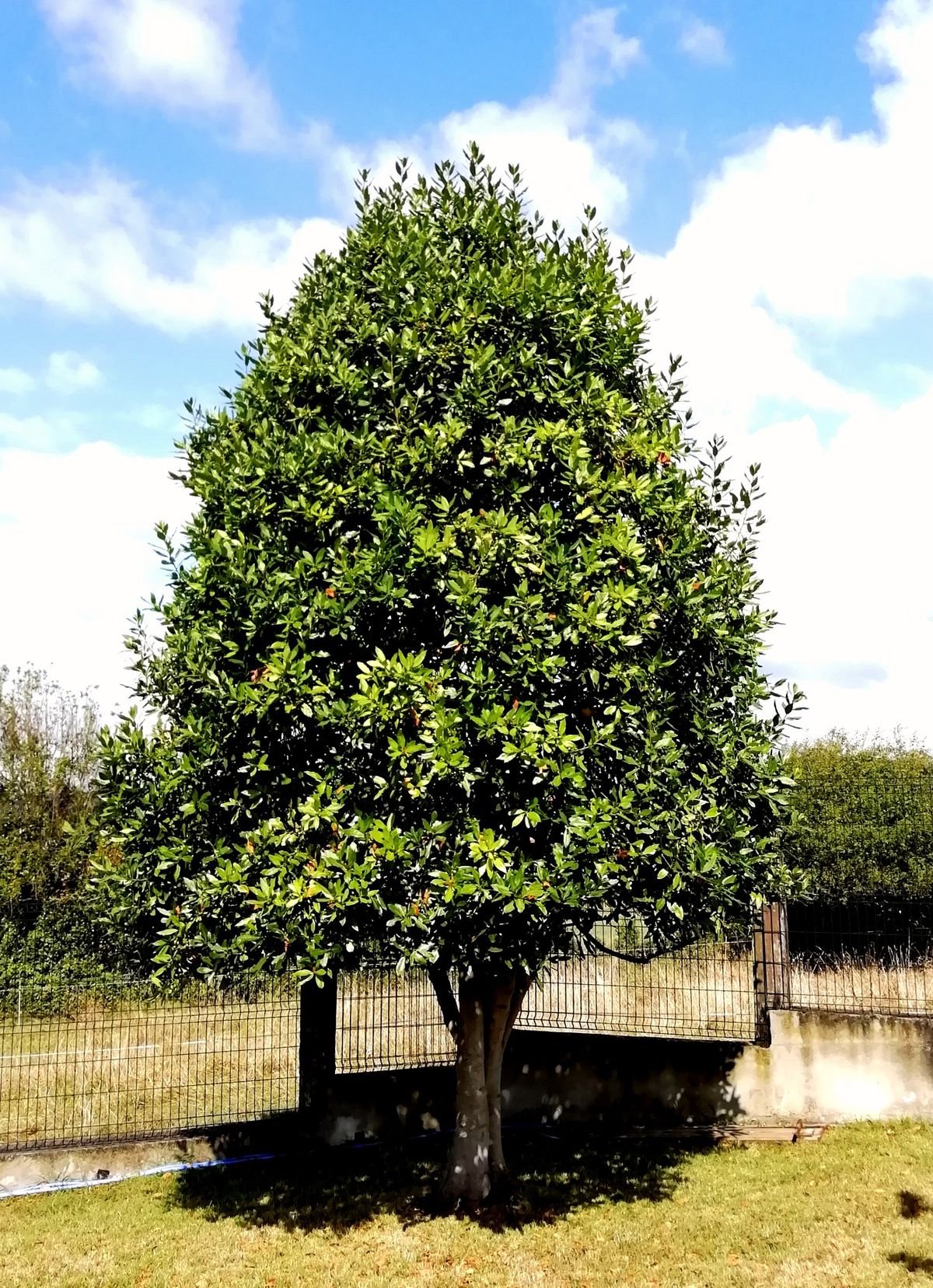 الاسم العلمي: Laurus nobilis من أسمائها المتداولة: الرند – ورق الغار – شجرة الغار – Bay Laurel – Sweet Bay – True Laurel 🌡️ تحمل الحرارة: ☀️ مرتفع (حتى 40–42°م تقريباً) 🧂 تحمل الملوحة: متوسط (حتى 2500–3500 ppm تقريباً) ☀️ احتياج الشمس: شمس كاملة إلى نصف ظل 💧 الري: منخفض إلى متوسط بعد التأسيس 📏 الارتفاع المتوقع: 5 – 15 متراً 📐 انتشار النبات: 3 – 8 أمتار ⚡ سرعة النمو: بطيئة إلى متوسطة 🌱 صعوبة الإنبات: متوسطة 🌳 شجرة دائمة الخضرة شجرة عطرية تجمع بين الزينة والاستخدامات الغذائية تُعد شجرة الغار من أشهر الأشجار العطرية في العالم، وتتميز بأوراقها الجلدية ذات الرائحة الزكية التي تُستخدم على نطاق واسع كأحد أشهر التوابل في الطهي. كما تتميز بشكلها الأنيق، وسهولة تشكيلها، وتحملها للجفاف المعتدل، مما يجعلها من أفضل أشجار الزينة والعطور في الحدائق.