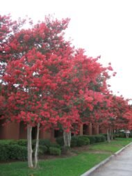 تمر حنة أحمر (Lagerstroemia india Red )