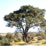 الهجليج (Balanites aegyptiaca)