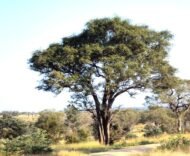 الهجليج (Balanites aegyptiaca)