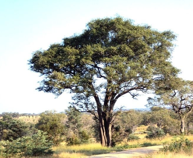 الهجليج (Balanites aegyptiaca)