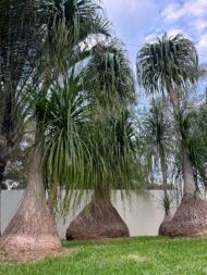 من أسمائها المتداولة: شجرة قدم الفيل – نخلة ذيل الحصان – Ponytail Palm – Elephant's Foot Tree