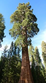 السيكويا العملاقة (Sequoiadendron giganteum)