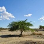 السنط النيلي (Vachellia nilotica)