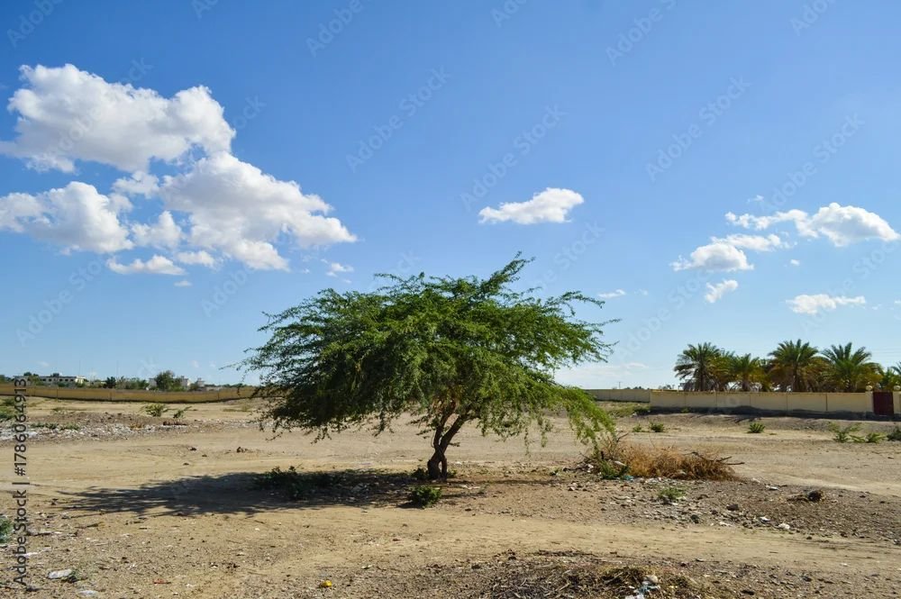 السنط النيلي (Vachellia nilotica)