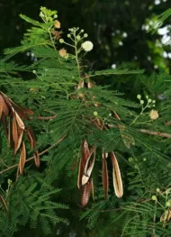 من أسمائها المتداولة: شجرة الليوسينا – الرصاص الأبيض – White Leadtree – Lead Tree – Ipil-Ipil