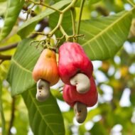الاسم العلمي: Anacardium occidentale
