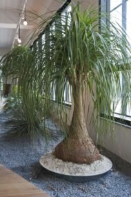 من أسمائها المتداولة: شجرة قدم الفيل – نخلة ذيل الحصان – Ponytail Palm – Elephant's Foot Tree
