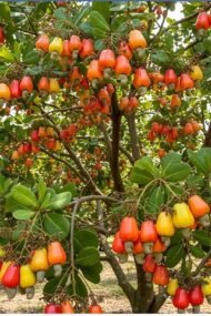 الاسم العلمي: Anacardium occidentale