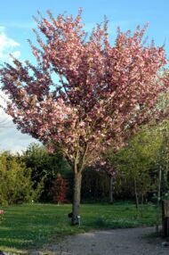 شجرة الساكورا الصيني (Prunus serrula)
