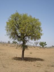 الغاف (Prosopis cineraria)