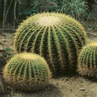 صبار البرميل الذهبي (Echinocactus grusonii)