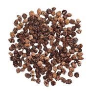 شجرة الأراك (Salvadora persica)