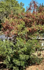 من أسمائها المتداولة: شجرة الليوسينا – الرصاص الأبيض – White Leadtree – Lead Tree – Ipil-Ipil