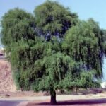 بذور الغاف الخليجي (Prosopis cineraria) gabaseed