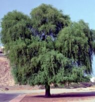 بذور الغاف الخليجي (Prosopis cineraria) gabaseed