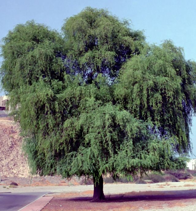بذور الغاف الخليجي (Prosopis cineraria) gabaseed