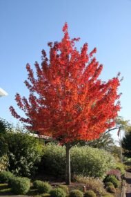 القيقب الأحمر (Acer rubrum)