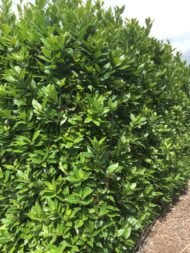 الاسم العلمي: Laurus nobilis من أسمائها المتداولة: الرند – ورق الغار – شجرة الغار – Bay Laurel – Sweet Bay – True Laurel 🌡️ تحمل الحرارة: ☀️ مرتفع (حتى 40–42°م تقريباً) 🧂 تحمل الملوحة: متوسط (حتى 2500–3500 ppm تقريباً) ☀️ احتياج الشمس: شمس كاملة إلى نصف ظل 💧 الري: منخفض إلى متوسط بعد التأسيس 📏 الارتفاع المتوقع: 5 – 15 متراً 📐 انتشار النبات: 3 – 8 أمتار ⚡ سرعة النمو: بطيئة إلى متوسطة 🌱 صعوبة الإنبات: متوسطة 🌳 شجرة دائمة الخضرة شجرة عطرية تجمع بين الزينة والاستخدامات الغذائية تُعد شجرة الغار من أشهر الأشجار العطرية في العالم، وتتميز بأوراقها الجلدية ذات الرائحة الزكية التي تُستخدم على نطاق واسع كأحد أشهر التوابل في الطهي. كما تتميز بشكلها الأنيق، وسهولة تشكيلها، وتحملها للجفاف المعتدل، مما يجعلها من أفضل أشجار الزينة والعطور في الحدائق.