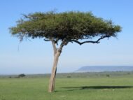 الهجليج (Balanites aegyptiaca)