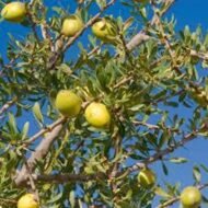 الأركان (Argania spinosa)