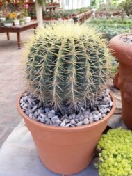 صبار البرميل الذهبي (Echinocactus grusonii)