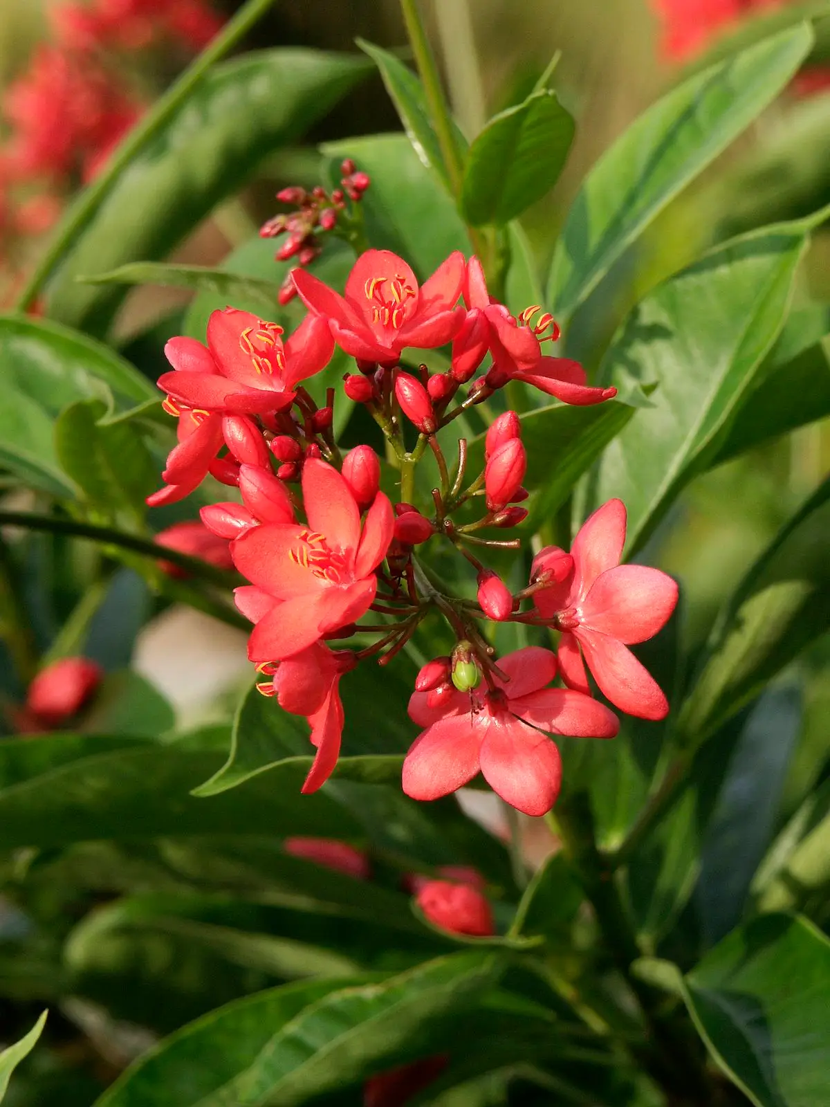 الاسم العلمي: Jatropha integerrima