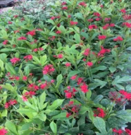 الاسم العلمي: Jatropha integerrima