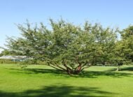 شجرة الساكورا الصيني (Prunus serrula)