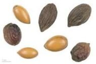الأركان (Argania spinosa)